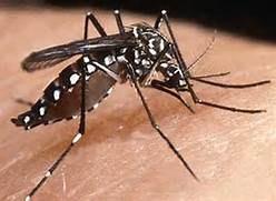 ZIKA VIRUS Z ika virus, is mosquito-borne and was first identified in 1947 in Uganda, in rhesus monkeys. In 1952, it was identified in humans in Uganda and the United Republic of Tanzania.