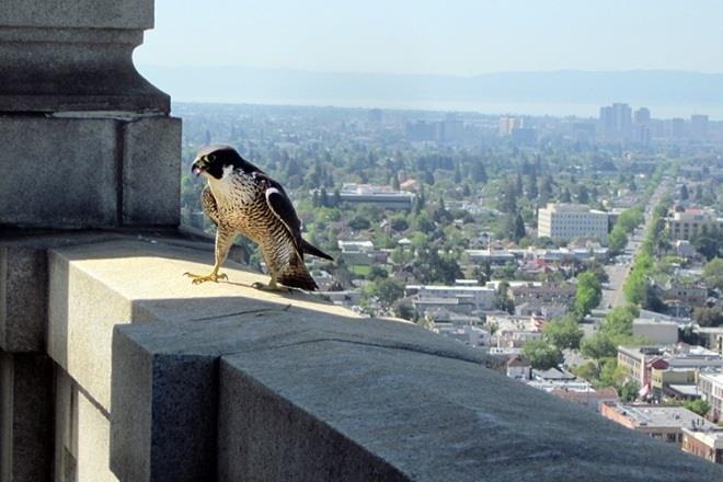 believe his luck. An avid falconer, Bell has been fascinated with peregrines the fastest animal in the world since he was a kid growing up in Berkeley. He received his Ph.D.