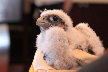 The female peregrine kills and brings back a pigeon to the nest, which Bell says is a sign that the chicks have hatched. (Photo by Mary Malec) Do humans ever intervene in fledging situations?