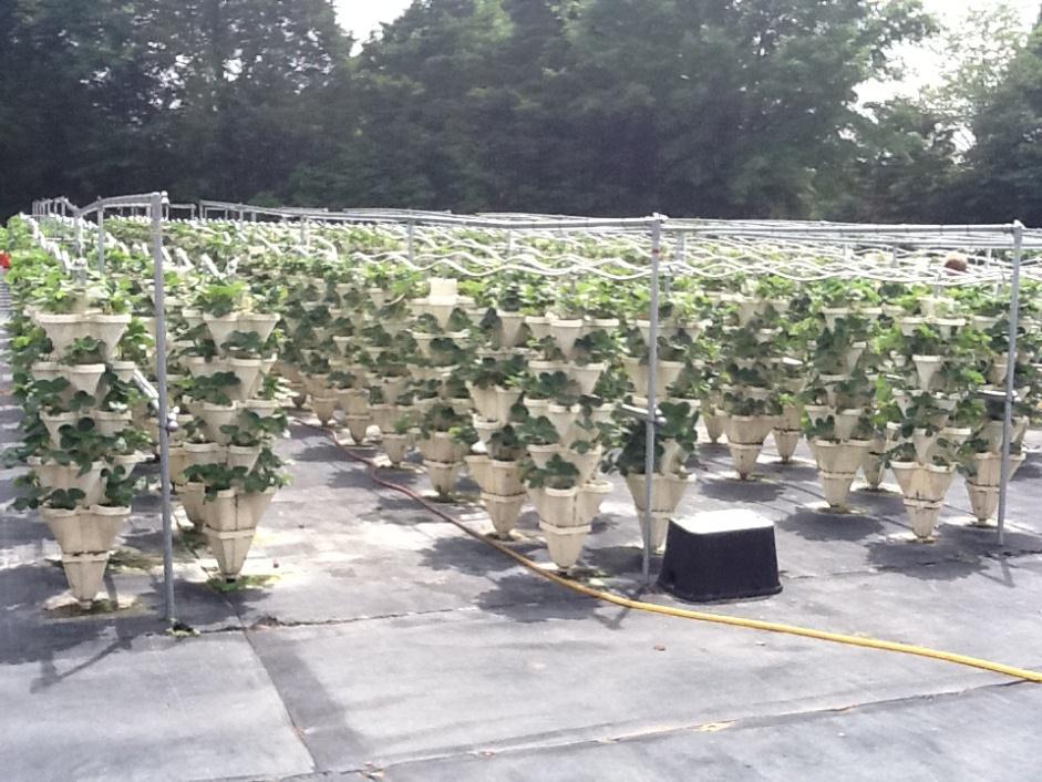 hydroponic system to produce high value