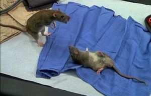 RATs Don t Do Blue In the event of an arrest during a R.