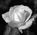 Eta State NC at Work Reporting the Death of a Member In Memoriam ~White Roses~ Name Chapter Date of Death Doris Baxley Tau 5/4/2016 Elizabeth Beavers Zeta 8/27/2016 Bonita "Bonnie" Sue Blohm Gamma