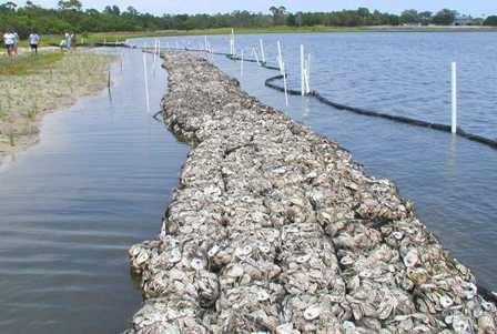 TNC s Living shoreline oyster project utilizes 3