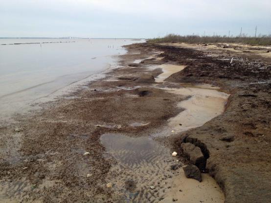 This so-called living shoreline project is actually killing the shoreline!