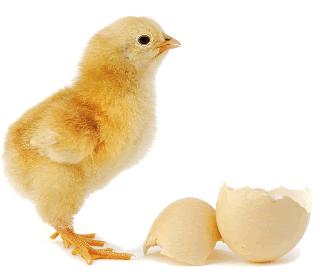 So what comes first, the chicken or the egg?