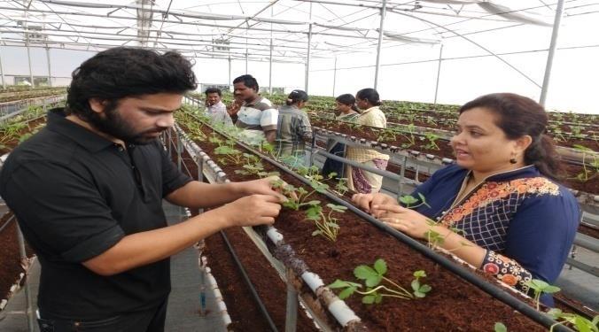 Hi Tech farming (Japanese Strawberry Project) is extended in Hyderabad- half a acre polyhouse project began in October with plantation about