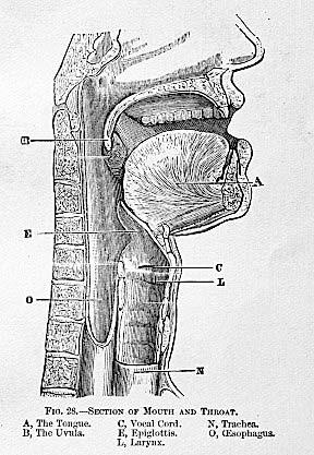 Page 3 ANATOMY AND PHYSIOLOGY OF THE NORMAL SWALLOW ORAL STAGE While SLPs generally distinguish between the oral preparatory stage and the oral stage, both stages will be discussed as one for the