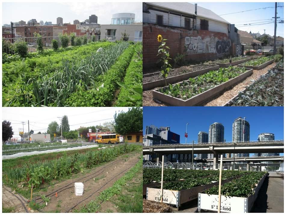 A Survey of Urban Agriculture and in the US and Canada Preliminary Results Nathan McClintock