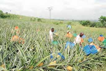 03 Success Stories EBENUT LTD. Pauly Apeah-Kubi When Mrs. Pauly Apeah-Kubi visited pineapple and mango farms in Ghana in the mid-1990s, she was appalled at the waste that she saw.