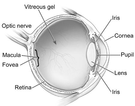 Common eye injuries include Cuts to or penetration of the eyelid Permanent or