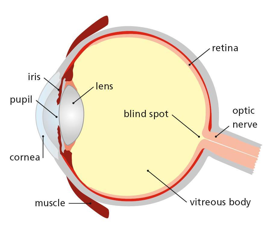 What is a cataract? A cataract is clouding of the lens inside the eye. It usually develops slowly and people experience a gradual change in vision.