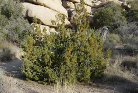Juniperus californica Desert Willow Chilopsis