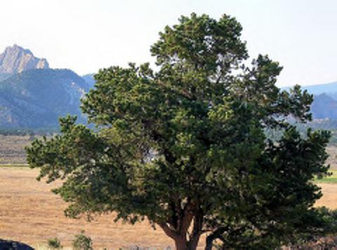 Muhly Muhlenbergia Capillaris Pinon Pine
