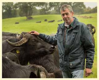 Now in the second year of cheese production, the Macroom Buffalo Cheese Products company has also begun attracting international attention.