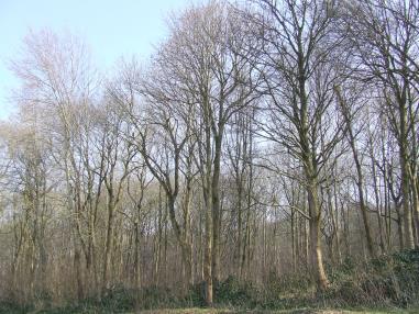 (Right: Bernafay Wood a century later not being close to the front lines, the wood may well have resembled what is seen here photograph from 2014) After the episode of October 12 at Gueudecourt, 1 st