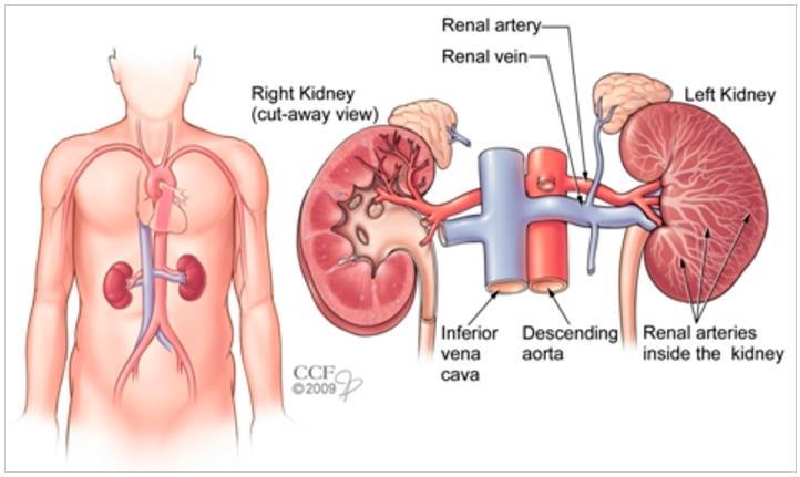 Clinical background with coding G0275--Renal angiography, nonselective, one or both kidneys, performed at the same time as cardiac catheterization and/or coronary angiography, includes positioning or