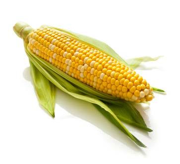 Content Context of the proposal presentation U.S. loss of foreign markets U.S. Genetically Modified (GM) corn exported to Europe U.S. exports to EU $100 million per year (early 90s) U.