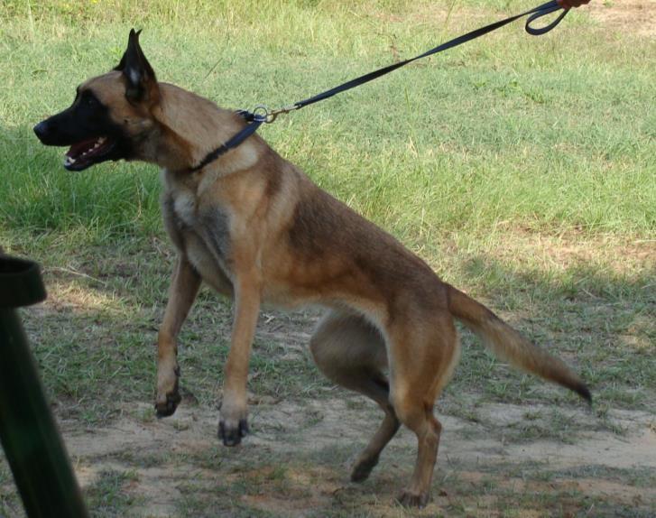 The Department s canine is trained in narcotics detection, tracking and apprehension. The Canine program at Lexington Police Department has been active since July 1998.