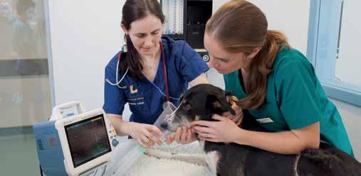 What are my career prospects? The BSc Veterinary Nursing and Bioveterinary Science opens up a wide range of career opportunities.