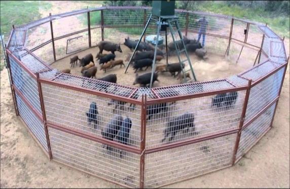 Feral Hog Study Program Study consists of baiting activities, population control measures and statistical analyses: Baiting activities will use a non-toxic placebo version of Hog- Gone.