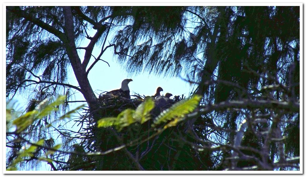 The photo captures a special glimpse of the site s two newest residents, baby bald eagles who are sitting snug in their nest high up in an Australian pine tree.