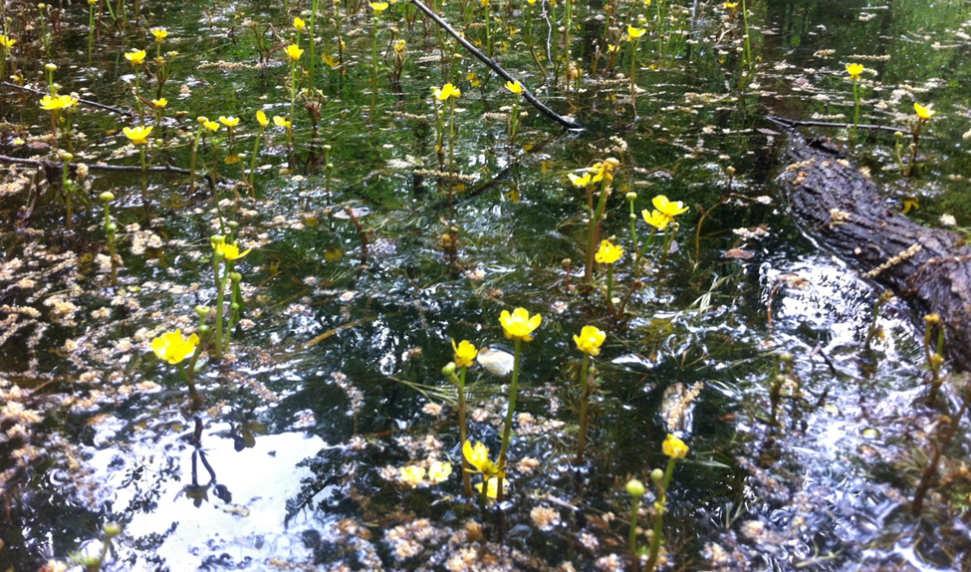 water crowfoot Yellow water