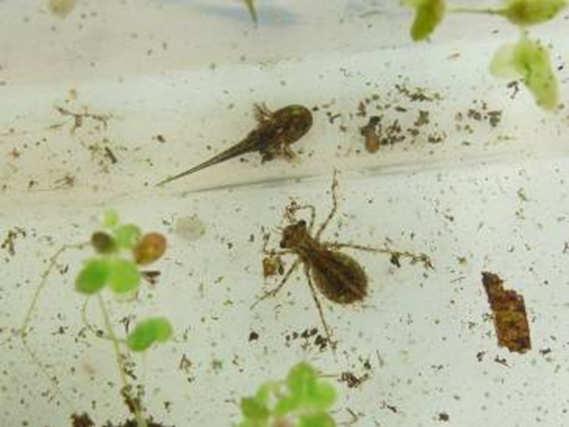 larvae Millipede Mosquito larvae Ostracod Slug Springtails Water
