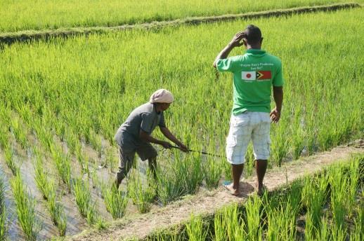 Priority Area 2 Japan s Country Assistance Policy for Timor-Leste Promotion of Industry Diversification The Project for Increasing Farmers Households Income through Strengthening Domestic Rice