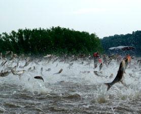 Regional Water Resources Challenges Asian Carp