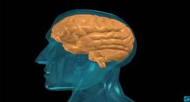 Pathways of the Brain by Increasing Dopamine Nurses