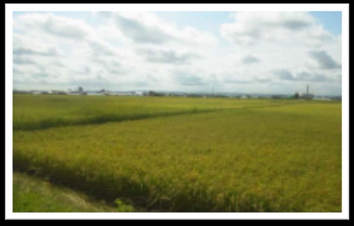 Iwate pref) 5 Recovered farmland