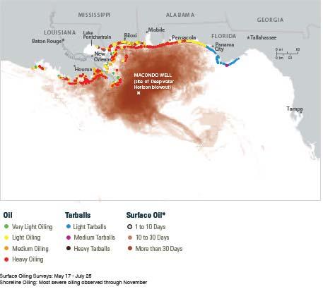 The effects from the oil spill were spread throughout the Gulf Coast ecosystem.