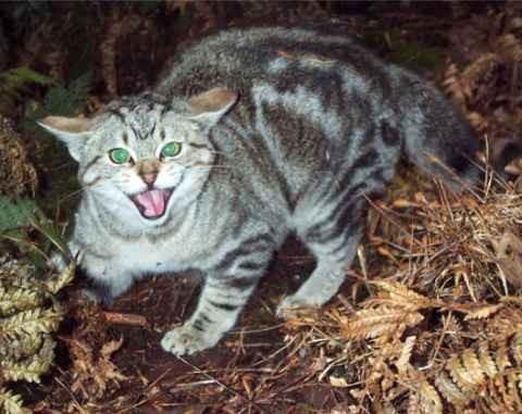 Appendix D. IPM Tactics for Managing Feral Cats Pest Press September 2012 Feral cats can be more than just a nuisance.