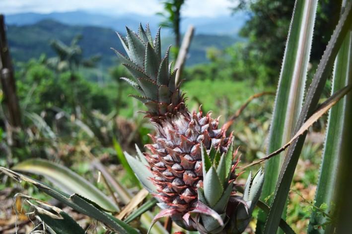 Grow Africa launches pineapple multi-stakeholder platform in Benin Cotonou, 26 September, 2017 - In 2006, pineapple was among the crops selected by the government of Benin to potentially alleviate