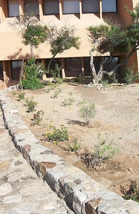 More and more vegetation surrounds the desert campus as the beautification continues to grow each year.