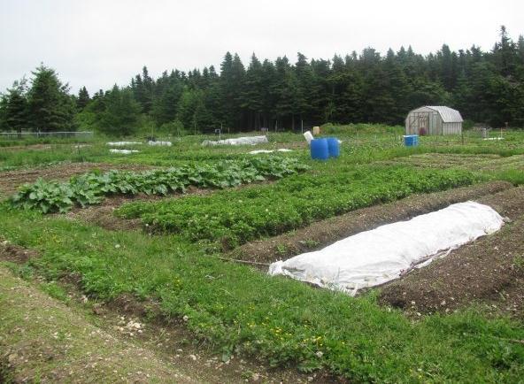 These toolkits are designed to assist community organizations in Newfoundland and Labrador who want to start Bulk Buying Clubs, Community Gardens, Community Kitchens, and Farmers' Markets in their