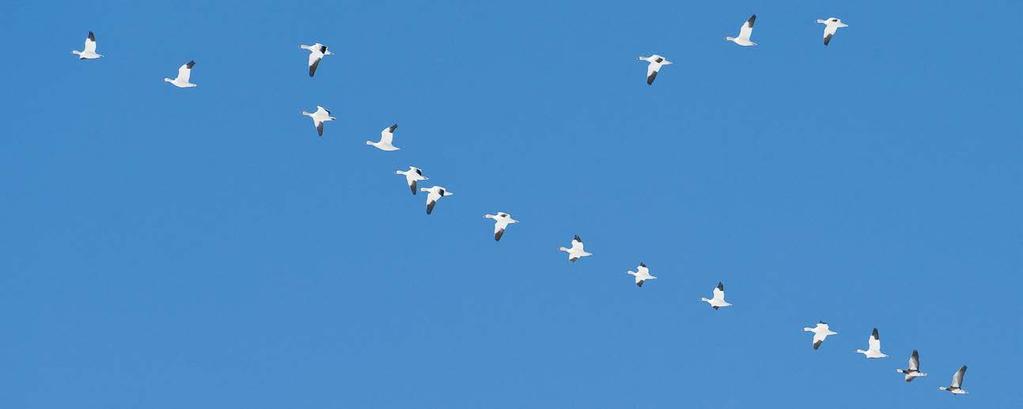 BIRD/WILDLIFE AIRCRAFT STRIKE HAZARDS AFB is located in an important migratory route for birds called the Atlantic Flyway.