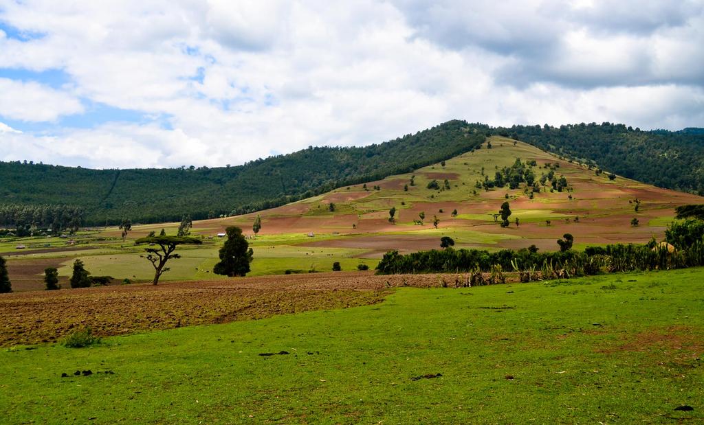 Oromia Forested