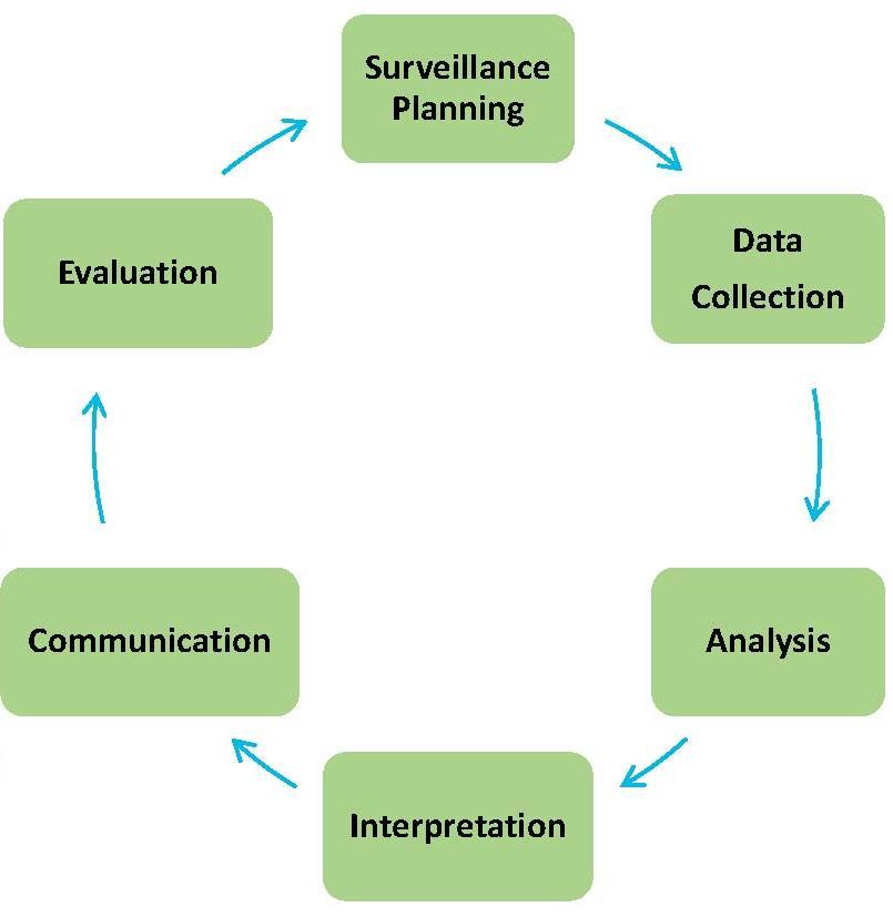 calculate and analyze surveillance rates apply risk stratification methodology where applicable interpret HAI rates communicate surveillance information to stakeholders use surveillance information