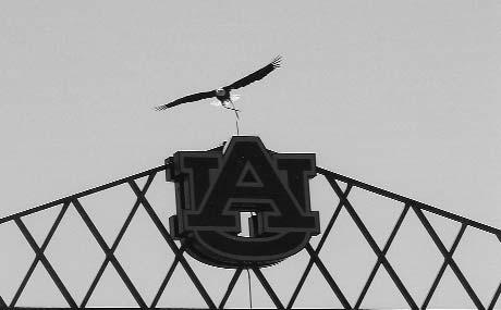 War Eagle V, which had represented Auburn for five seasons, died just days prior to the 1986 football season-opener.