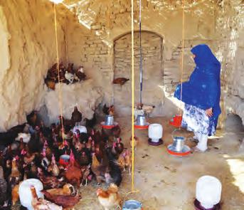 COUNTERNARCOTICS Woman poultry producer in Daman District, Kandahar Province.