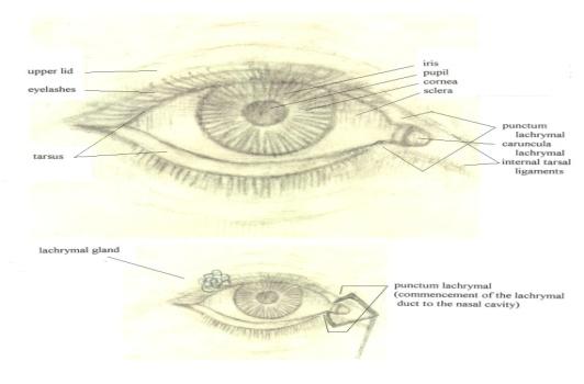 General Ophthalmologic Services : New 92002-04 & Established 92012-14 1 elements of an ophthalmologic exam including: Test visual acuity (does not include determination of refractive error) Ocular