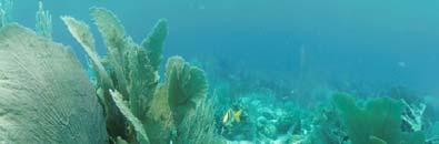 damaging nearby delicate plants and animals in the benthic zone.