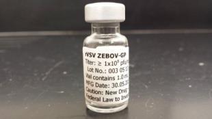 use in clinical trials Initiated Phase I clinical trials of rvsv G-Ebola vaccine at Walter Reed Army Institute for Research Compiled data from Phase 1 clinical and NHP challenge study supported dose