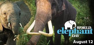 As per the available population estimates, there are about 400,000 African elephants and 40,000 Asian elephants across the globe.