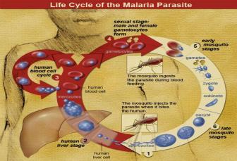 What is the cause of malaria? Anopheles species are the main vectors of malaria and transmission is through the bite of an infected female anopheles mosquito during blood meal.