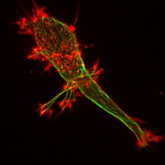 Utrecht NL 'Understand the self-organizing principles of cells' Dividing cell Microtubule 'Reconstitute,