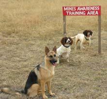 Principally MDD and EDD but other dog training across