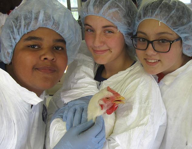 Students will gain experience in the disciplines of animal science, aquaculture, and food science through a series of hands-on activities with small ruminants, farmed fish, on-farm processing, and
