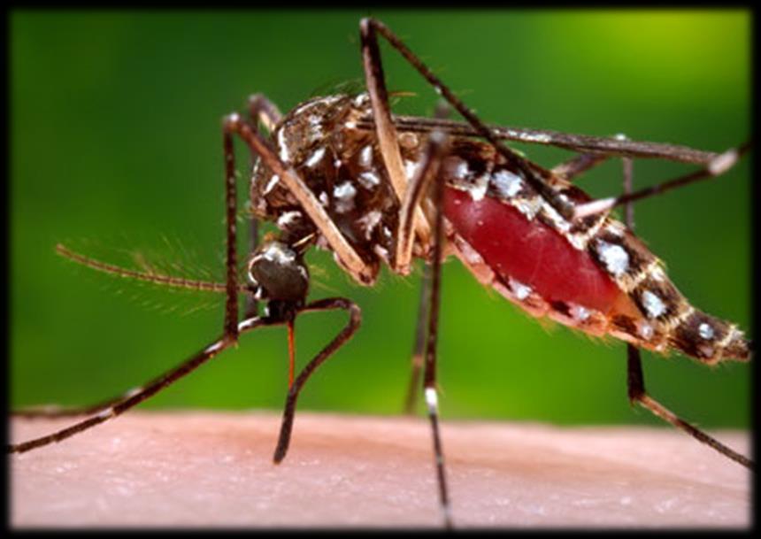 for mosquitos Personal and community level interventions are key to